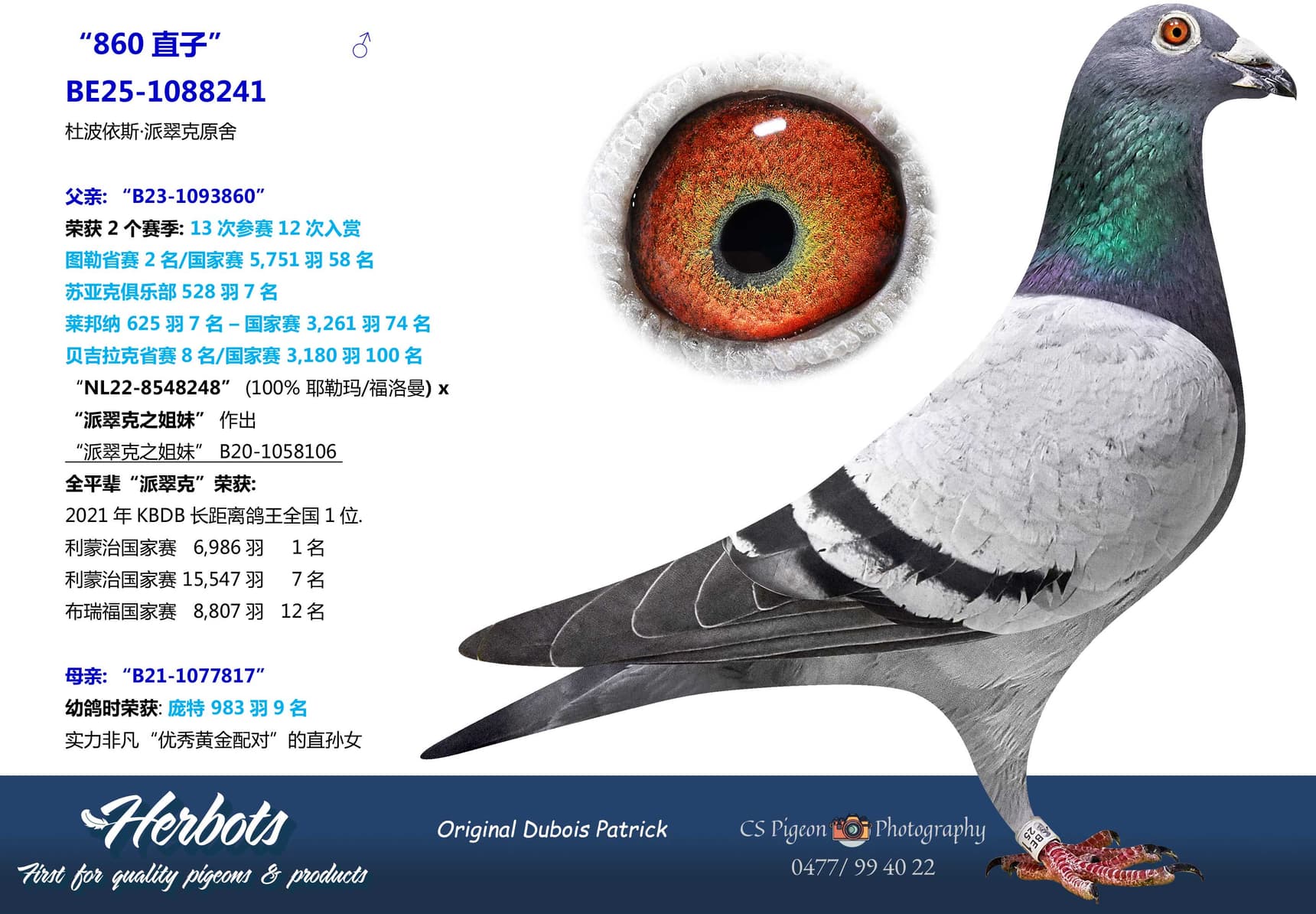 pigeon: undefined