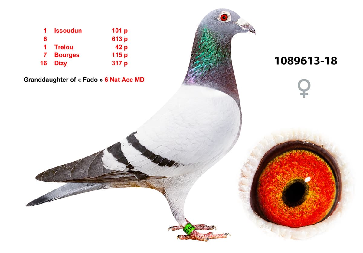 pigeon: undefined