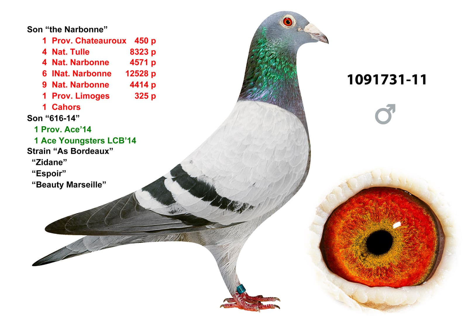 pigeon: undefined