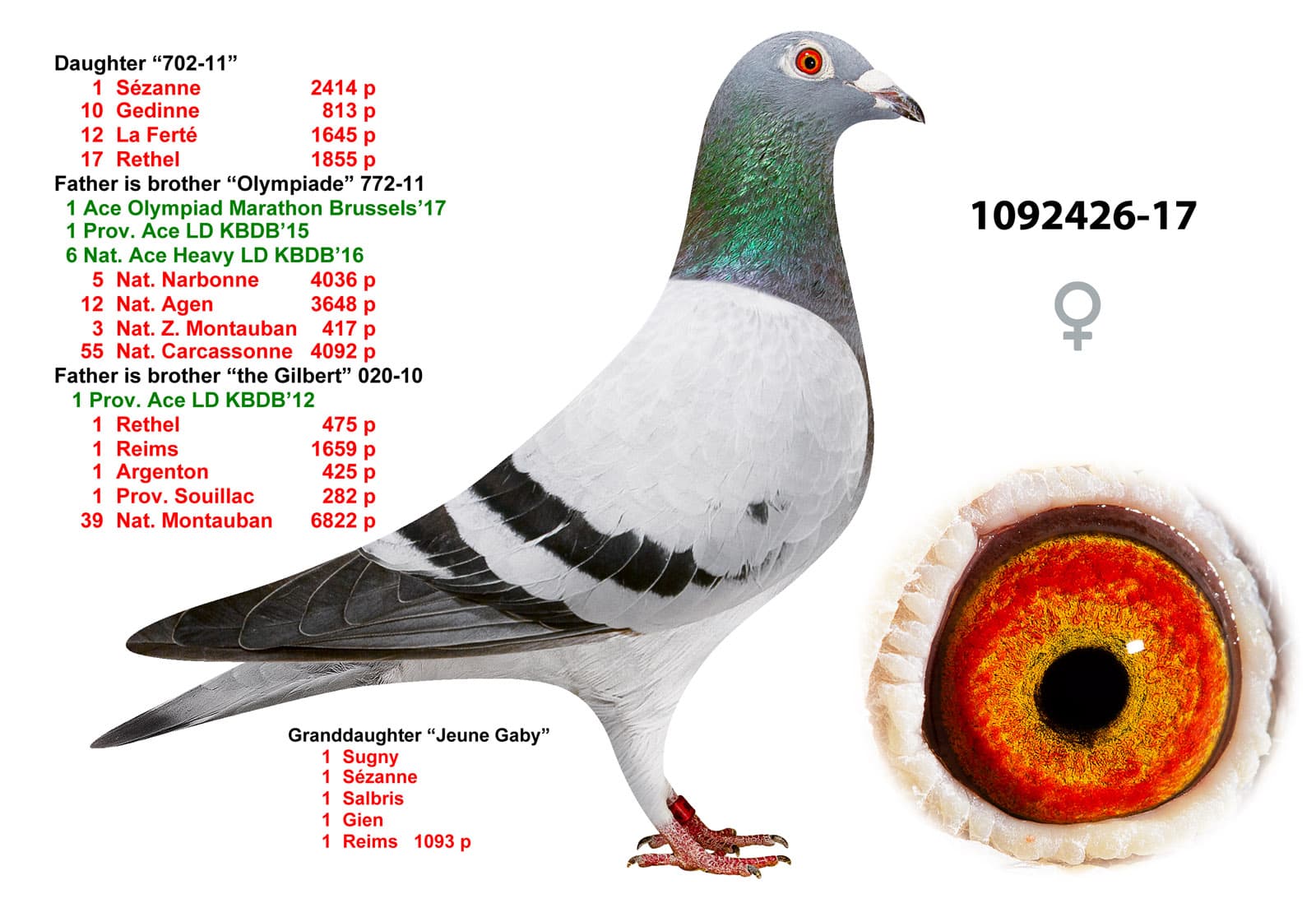 pigeon: undefined
