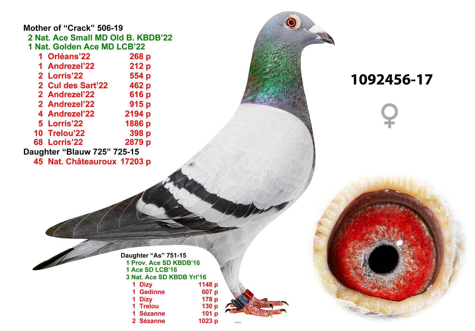 pigeon: undefined