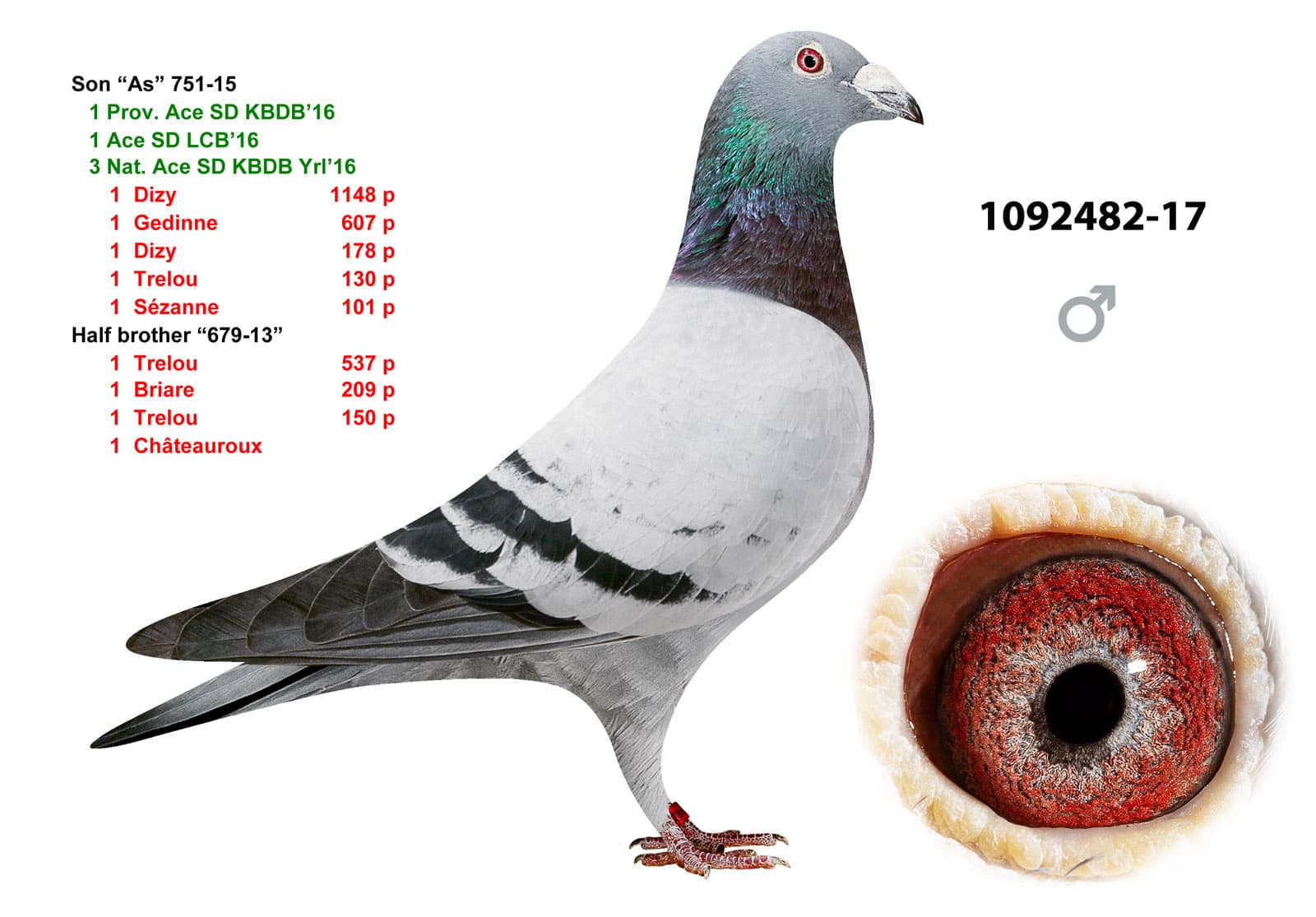 pigeon: undefined
