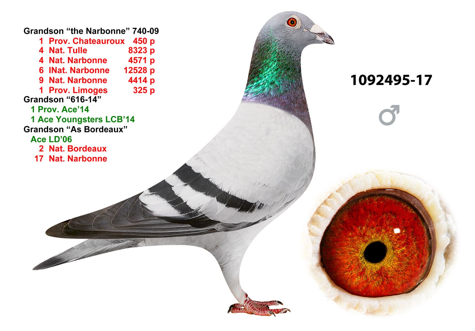 pigeon: undefined
