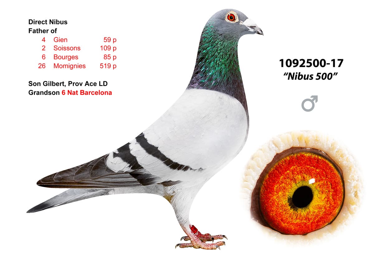 pigeon: undefined