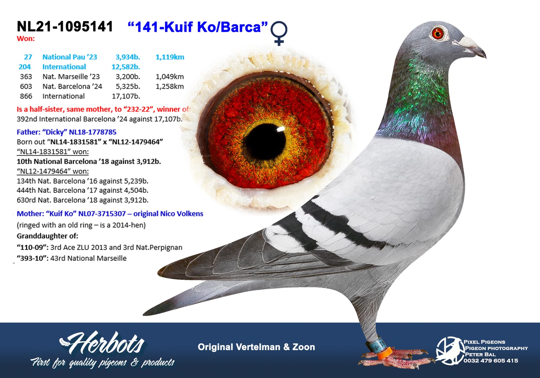 pigeon: undefined