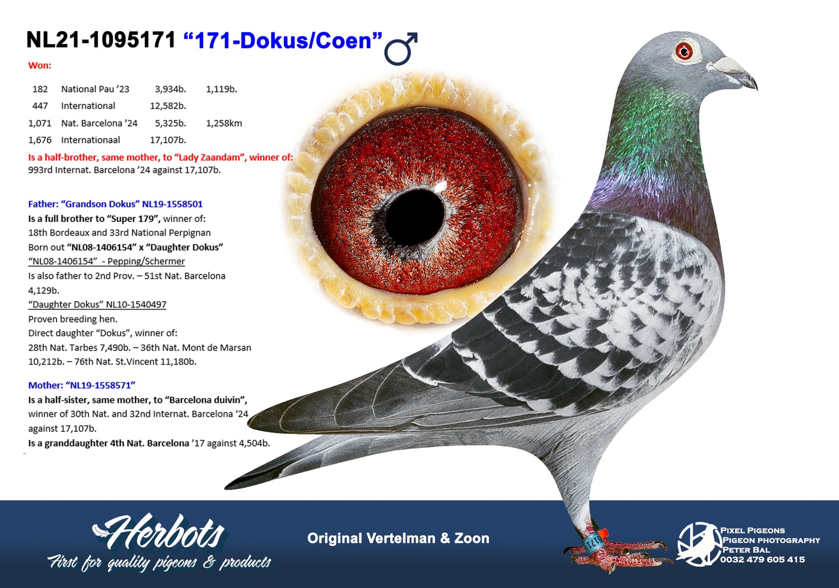 pigeon: undefined