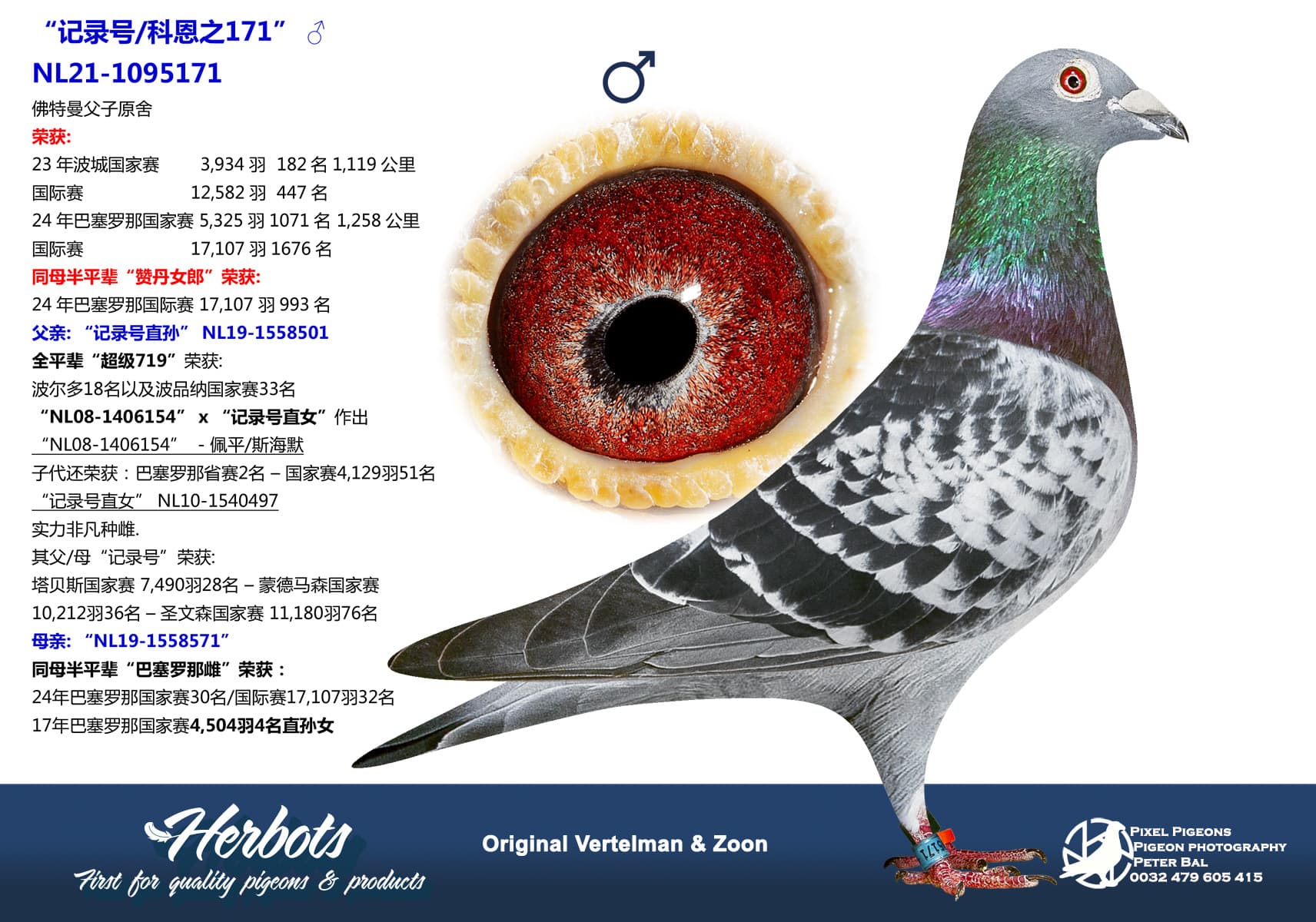 pigeon: “记录号/科恩之171”