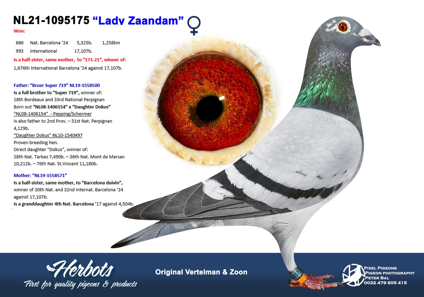 pigeon: undefined