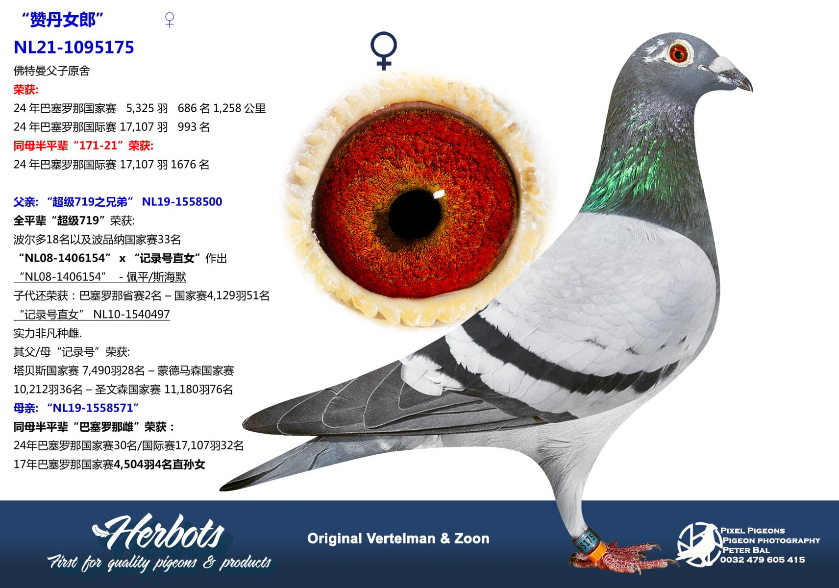 pigeon: “赞丹女郎”