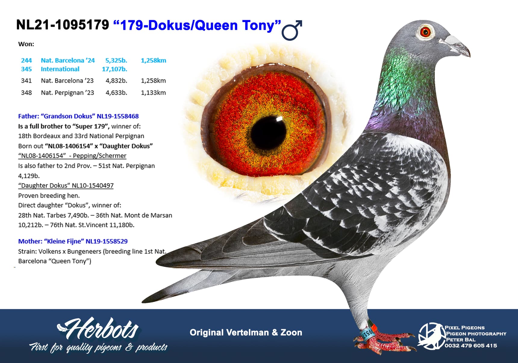 pigeon: undefined