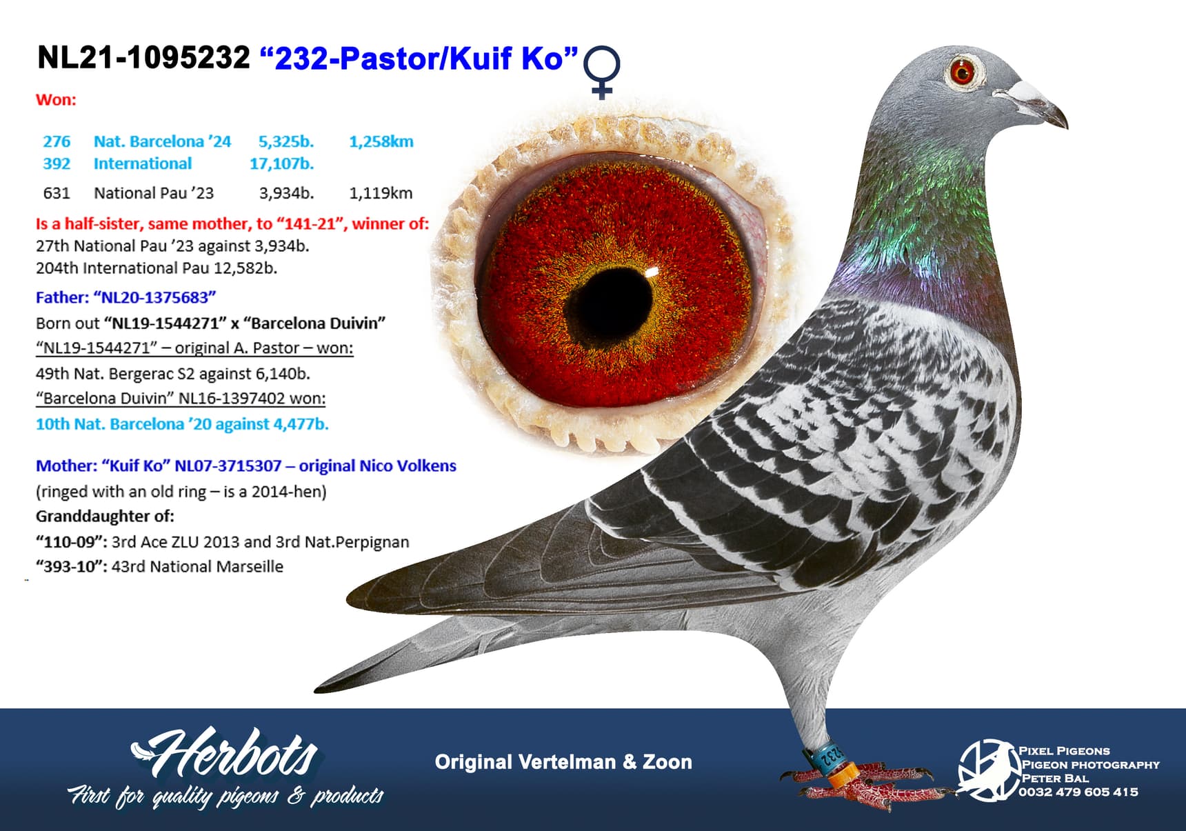 pigeon: undefined