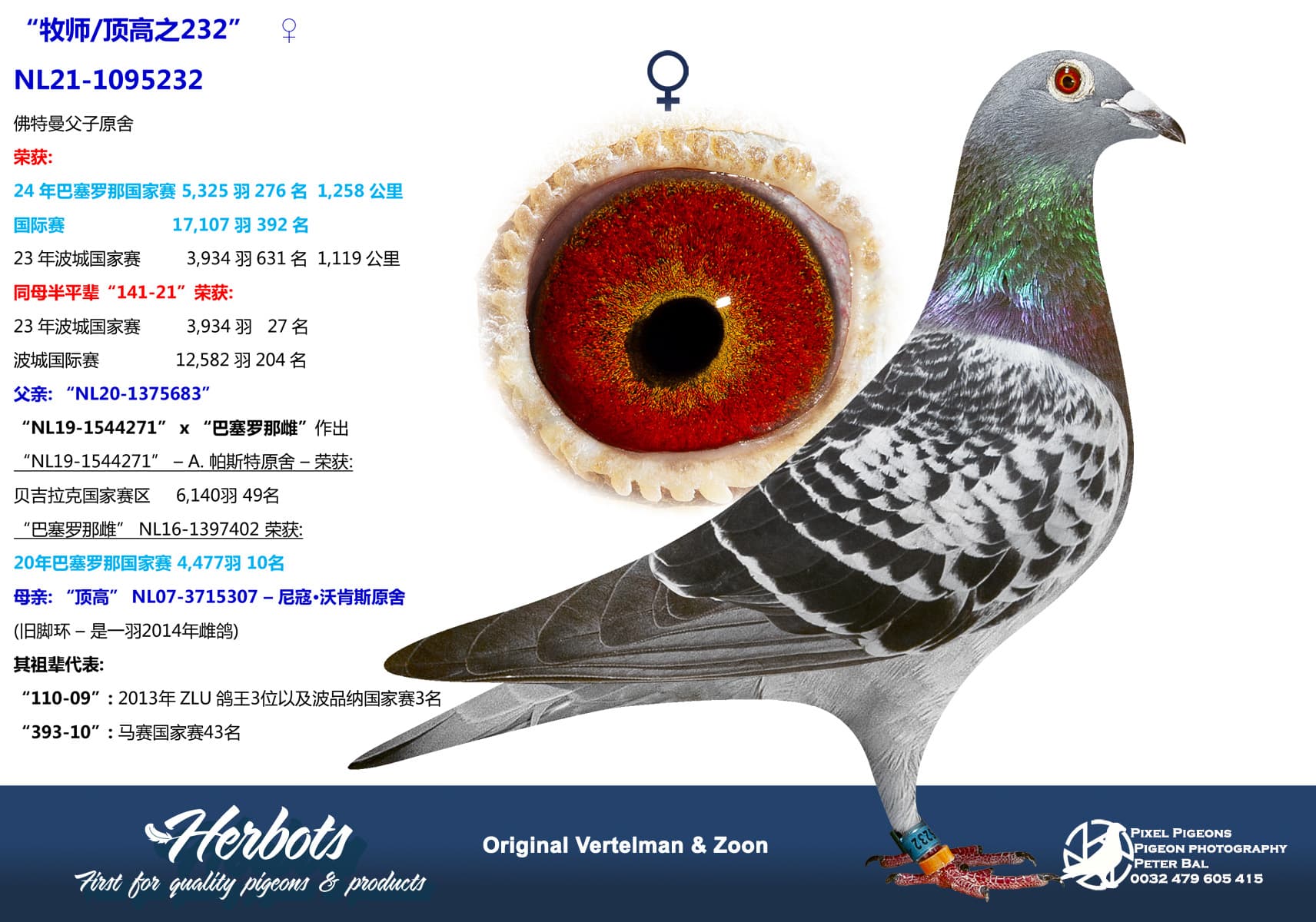 pigeon: “牧师/顶高之232”