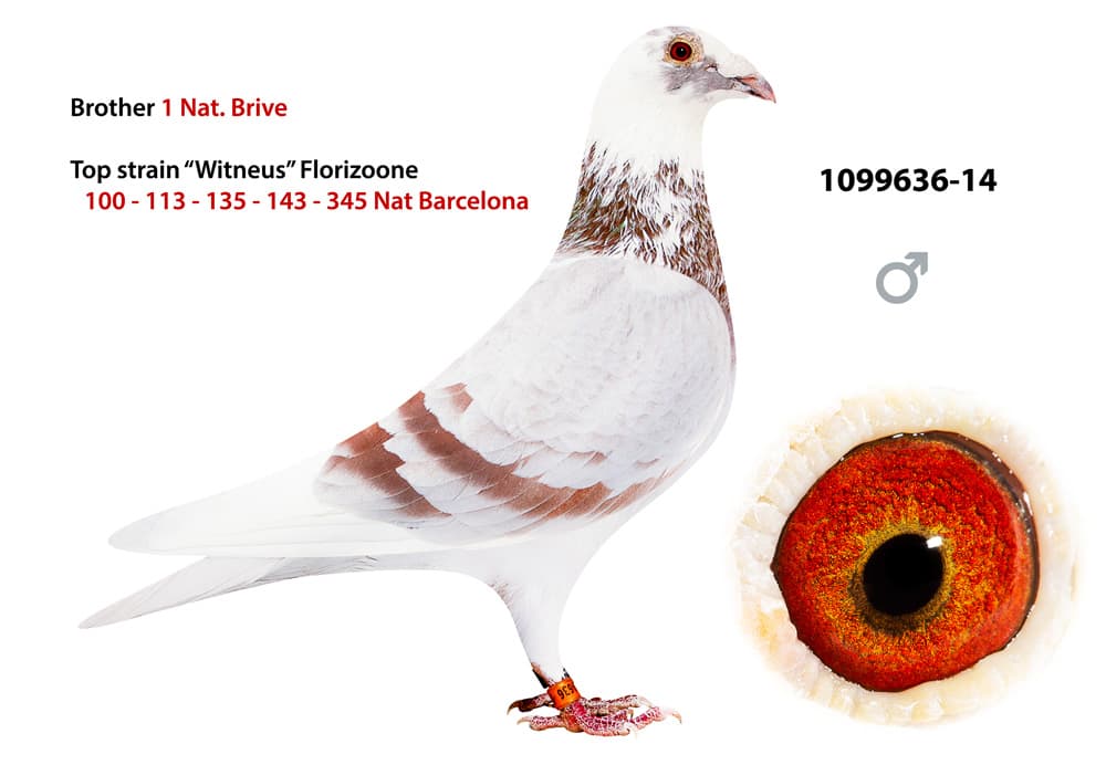 pigeon: undefined