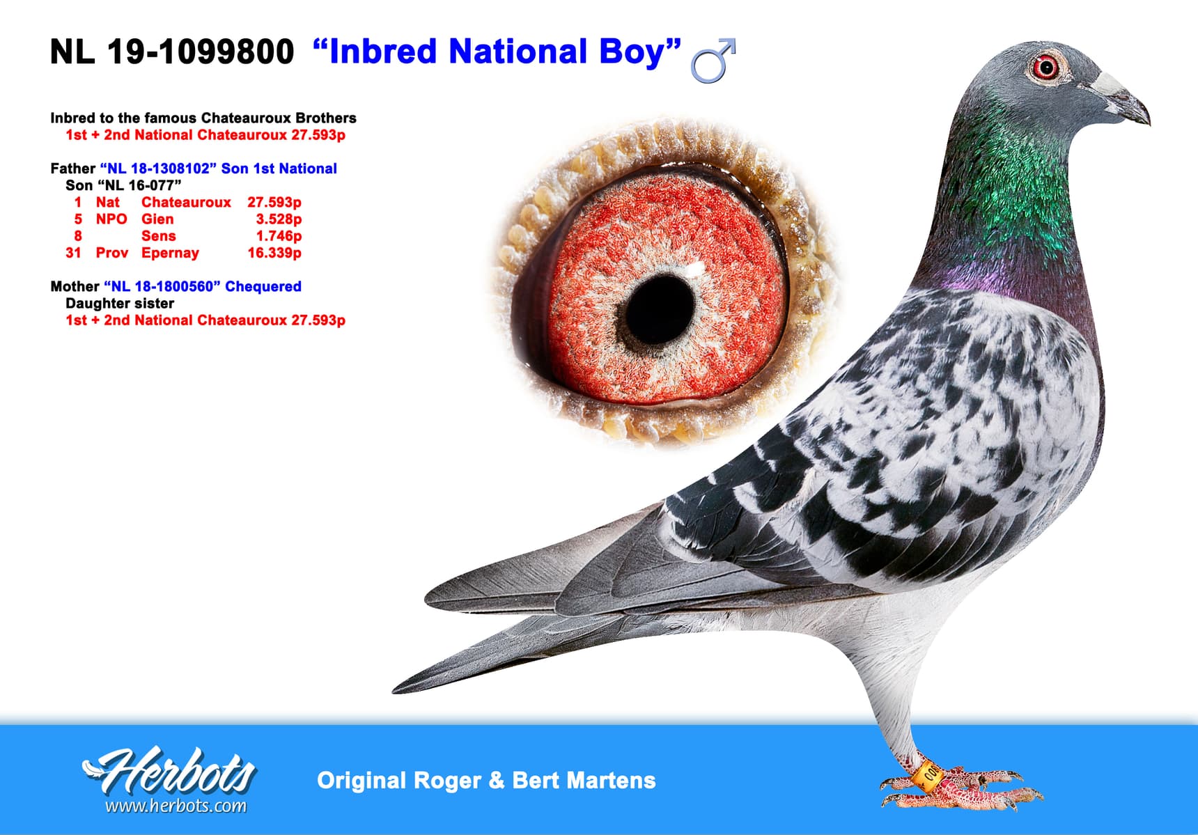 pigeon: undefined