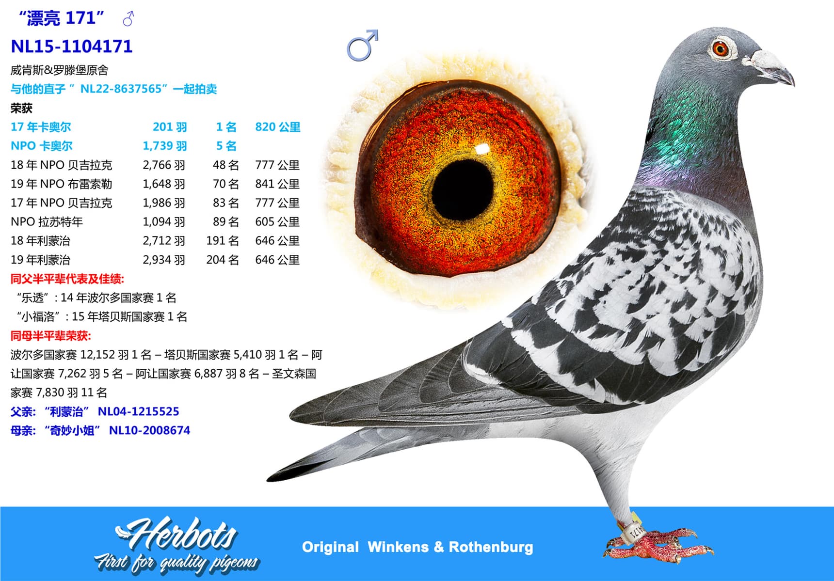 pigeon: “漂亮 171”