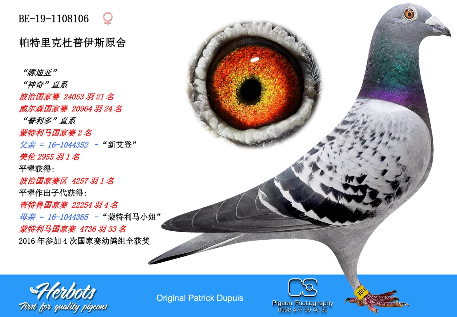pigeon: undefined