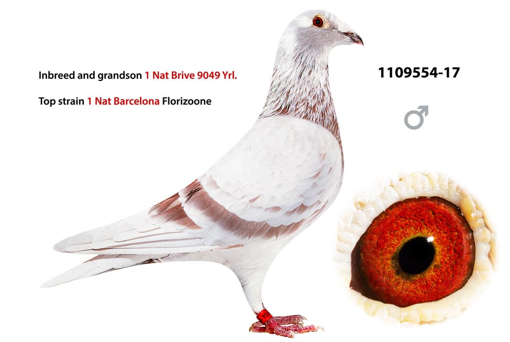pigeon: undefined