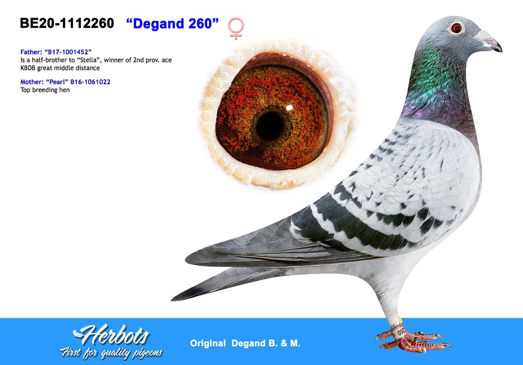 pigeon: undefined