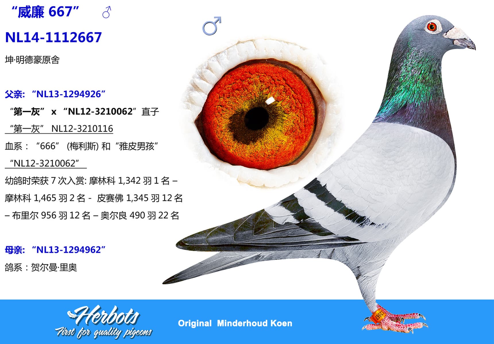 pigeon: undefined
