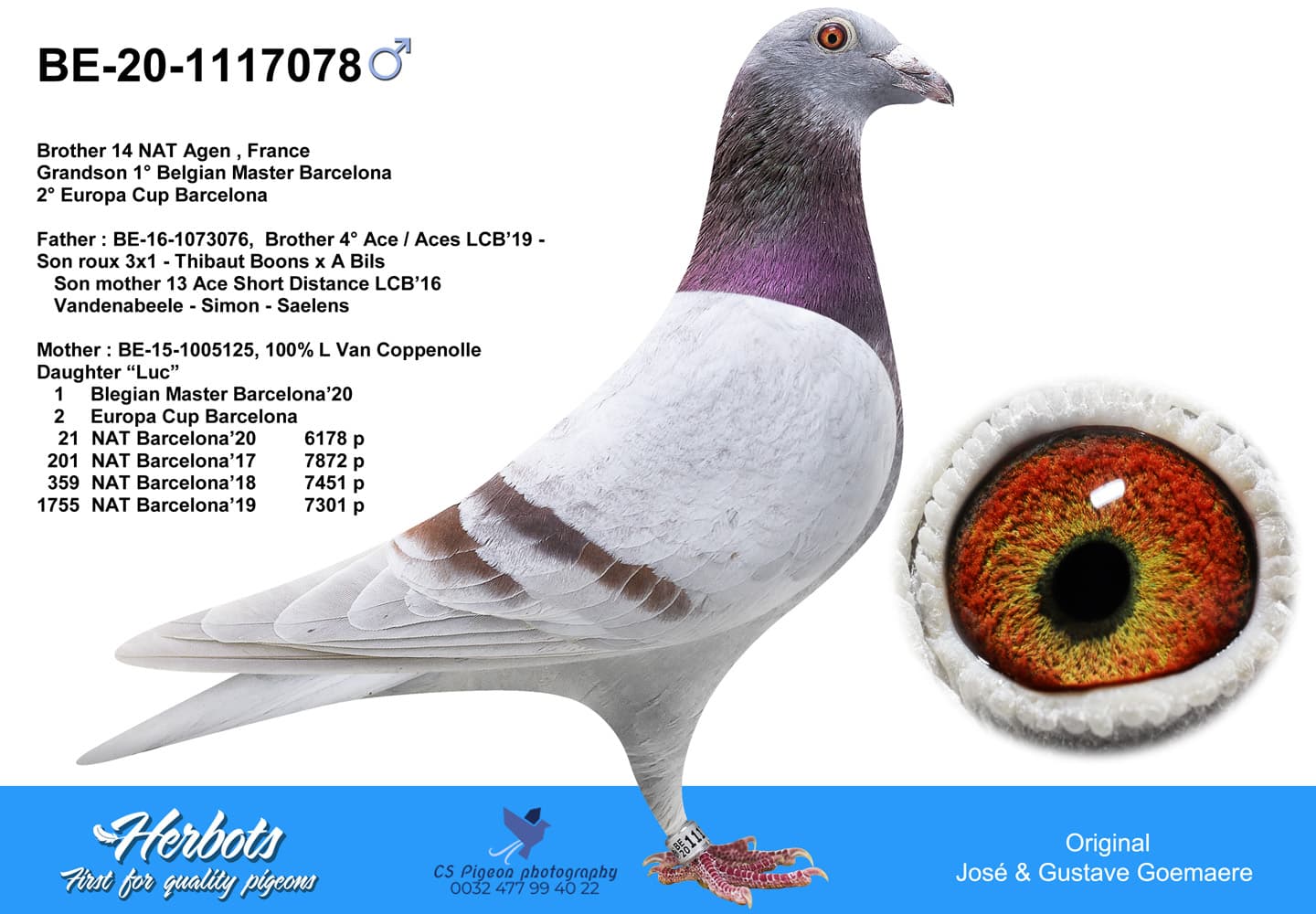 pigeon: undefined