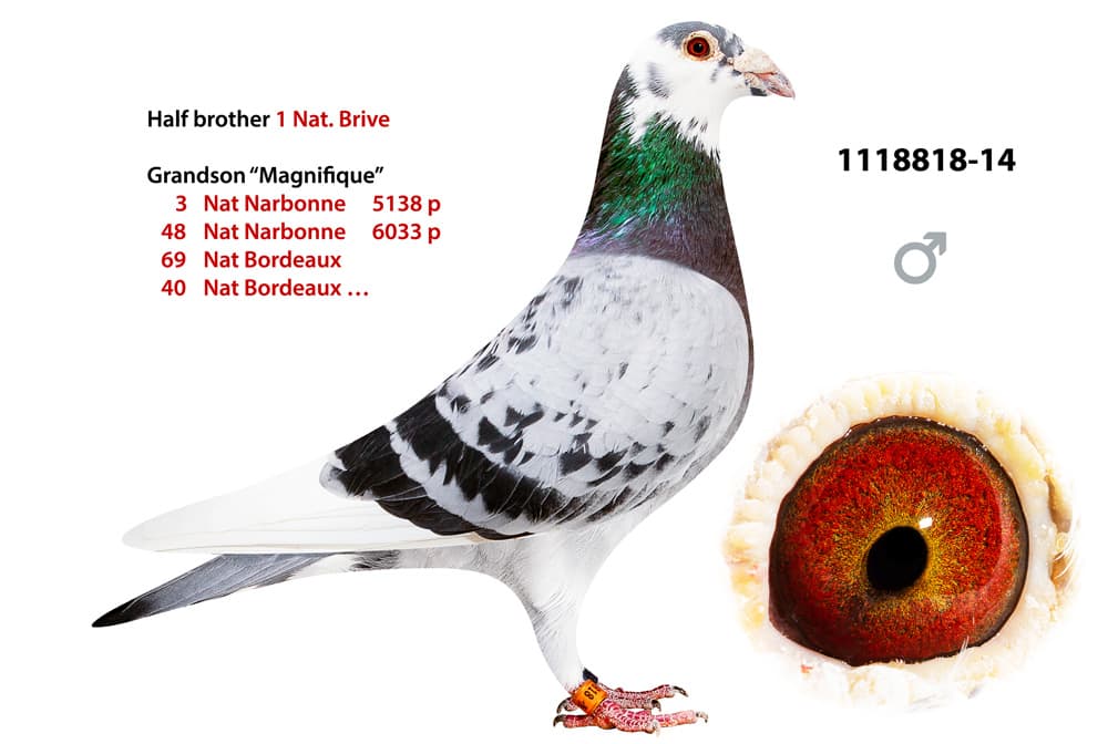 pigeon: undefined