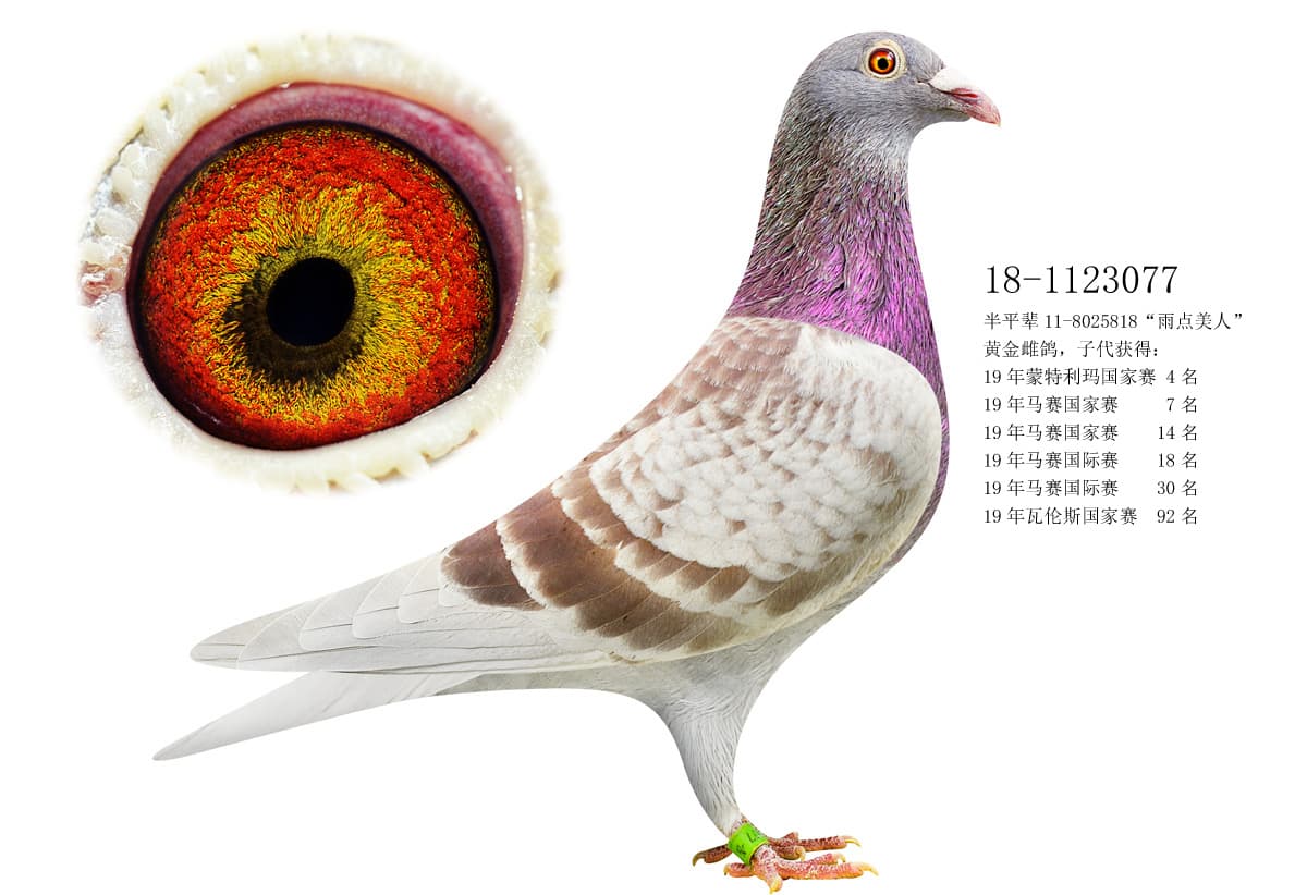 pigeon: undefined