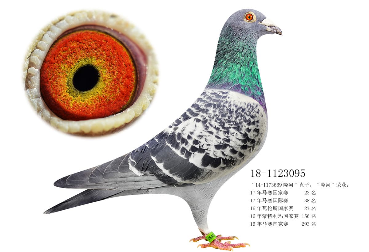 pigeon: undefined