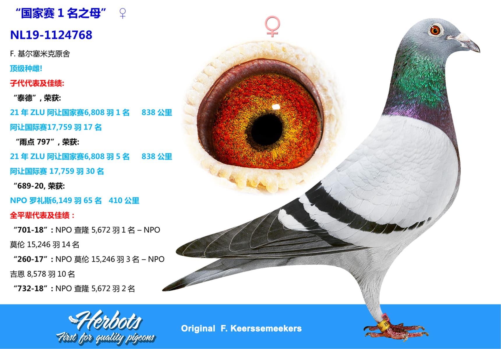 pigeon: “国家赛1名之母”