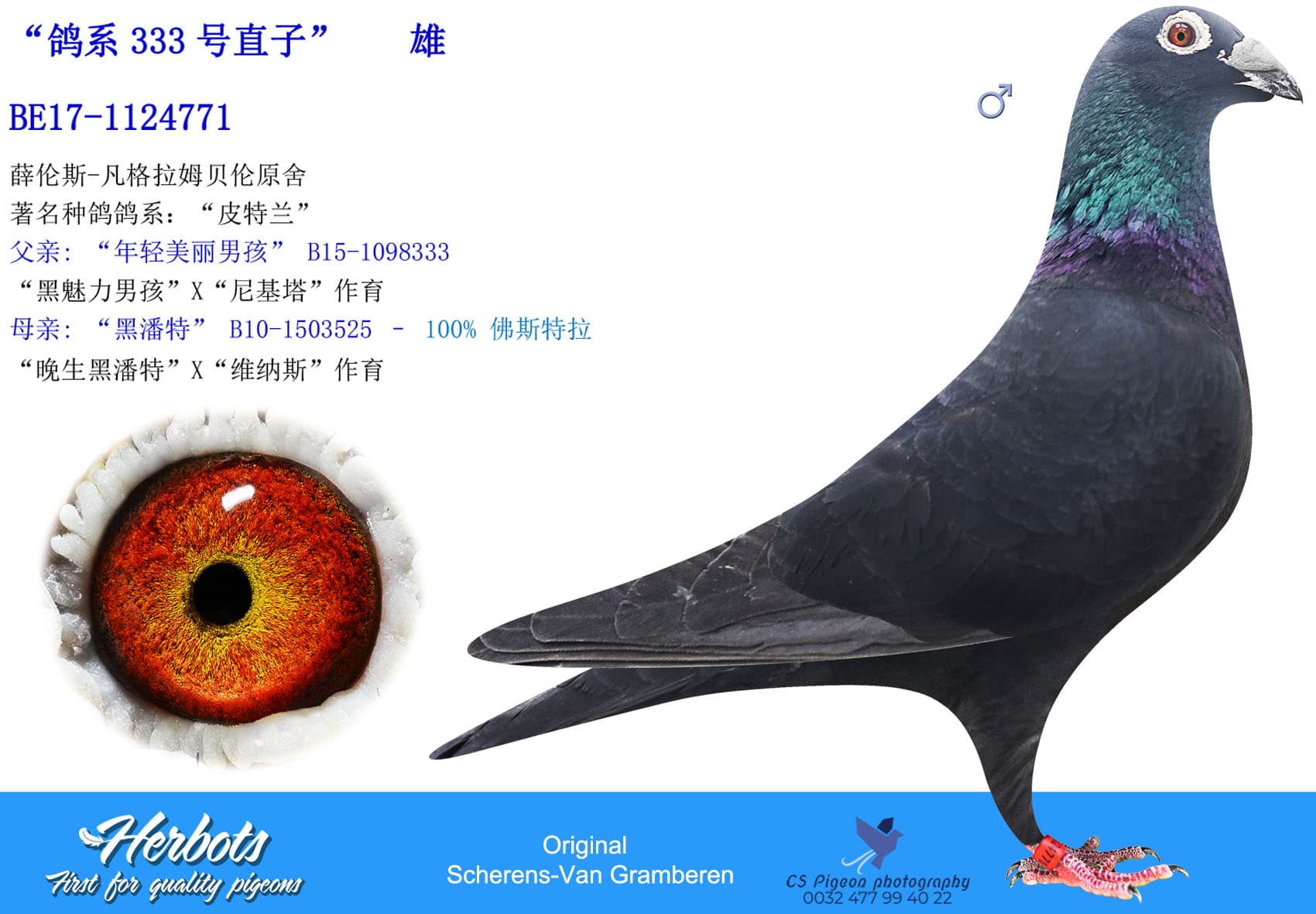 pigeon: undefined