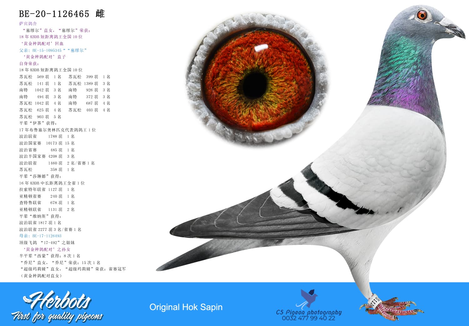 pigeon: undefined