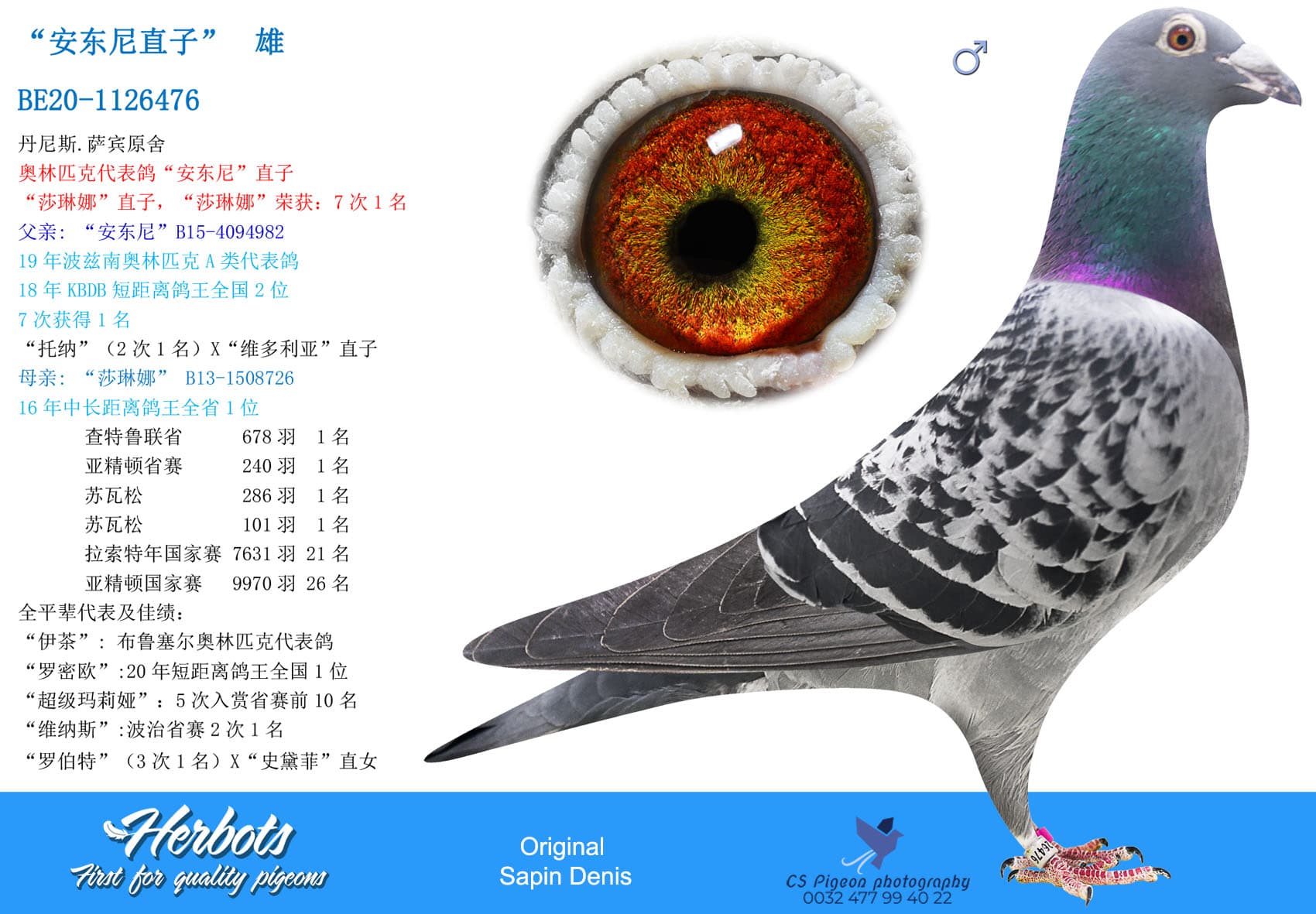 pigeon: undefined