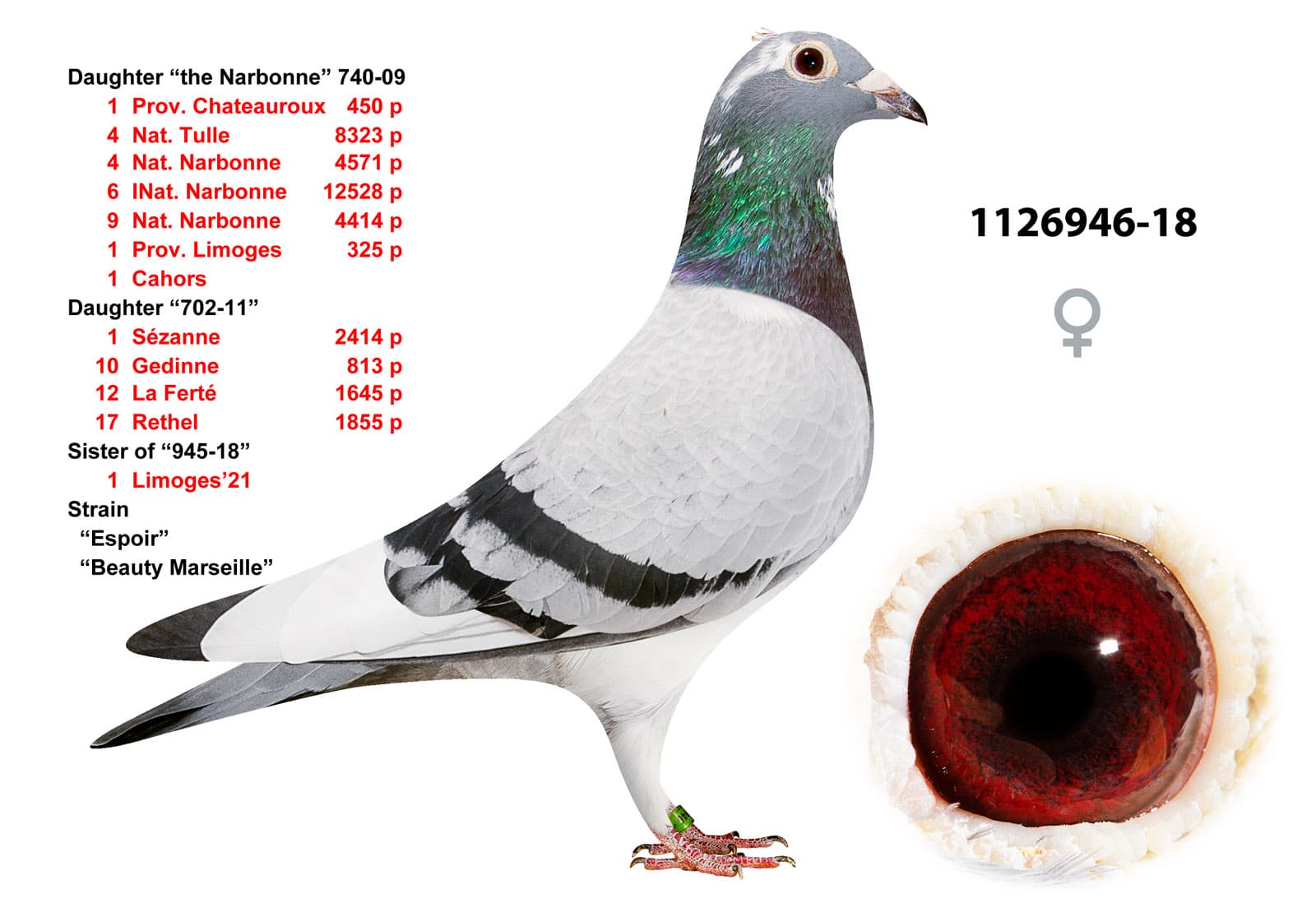 pigeon: undefined