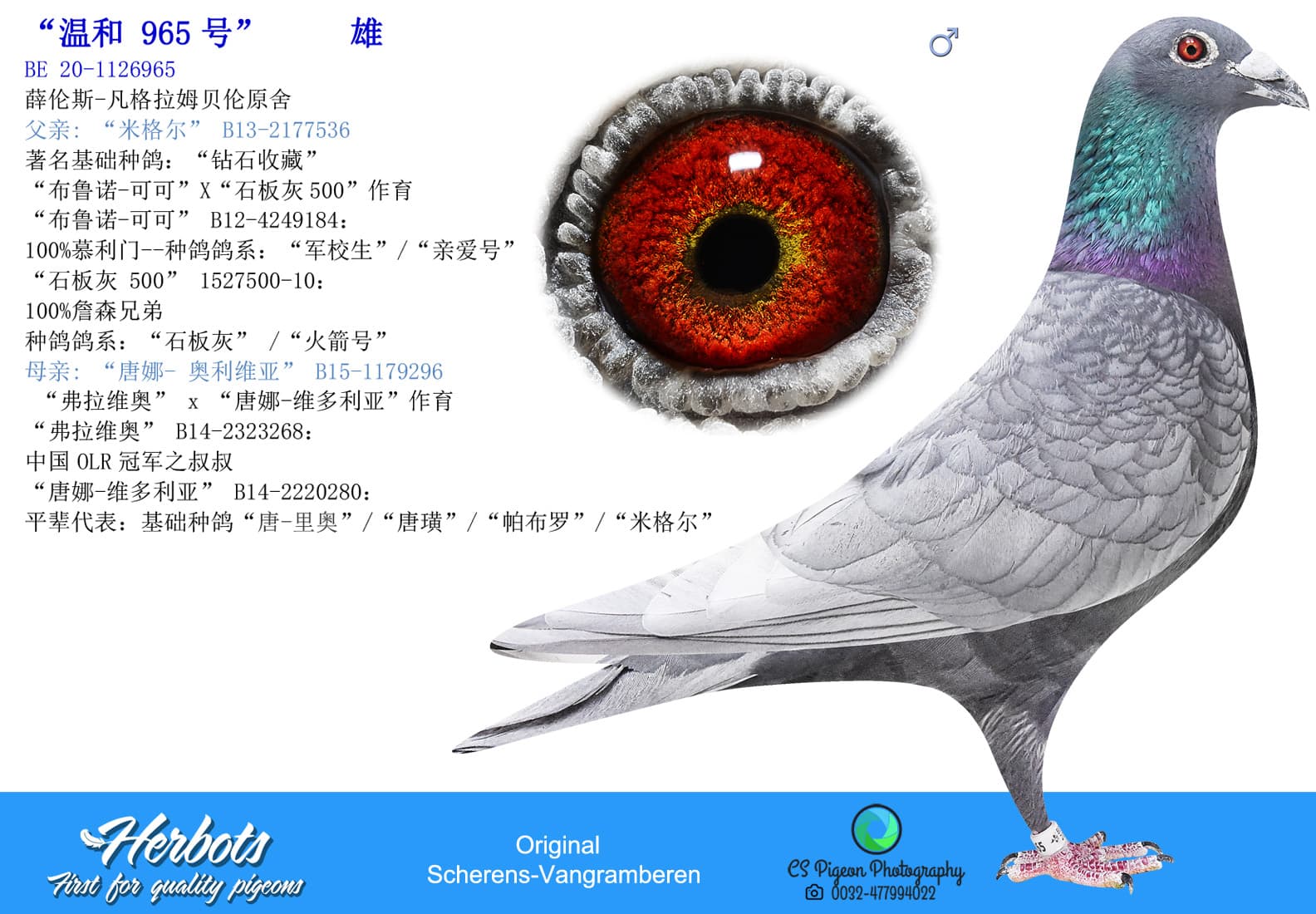 pigeon: undefined