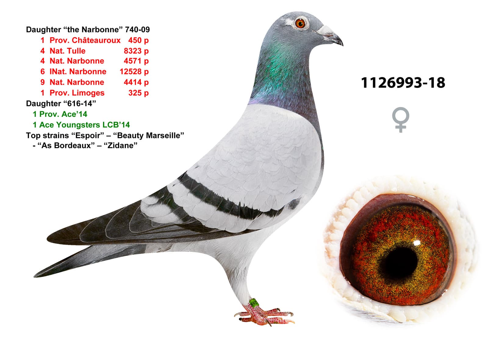 pigeon: undefined