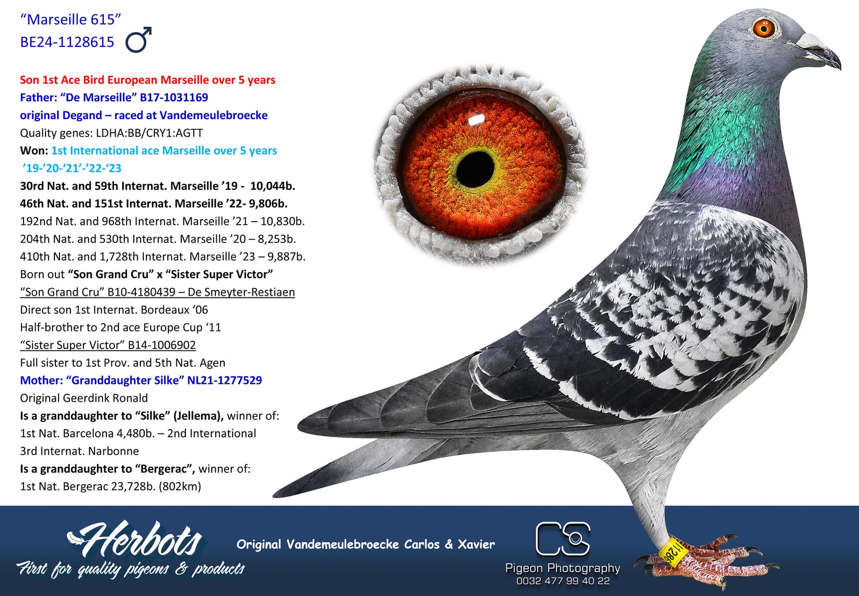 pigeon: undefined