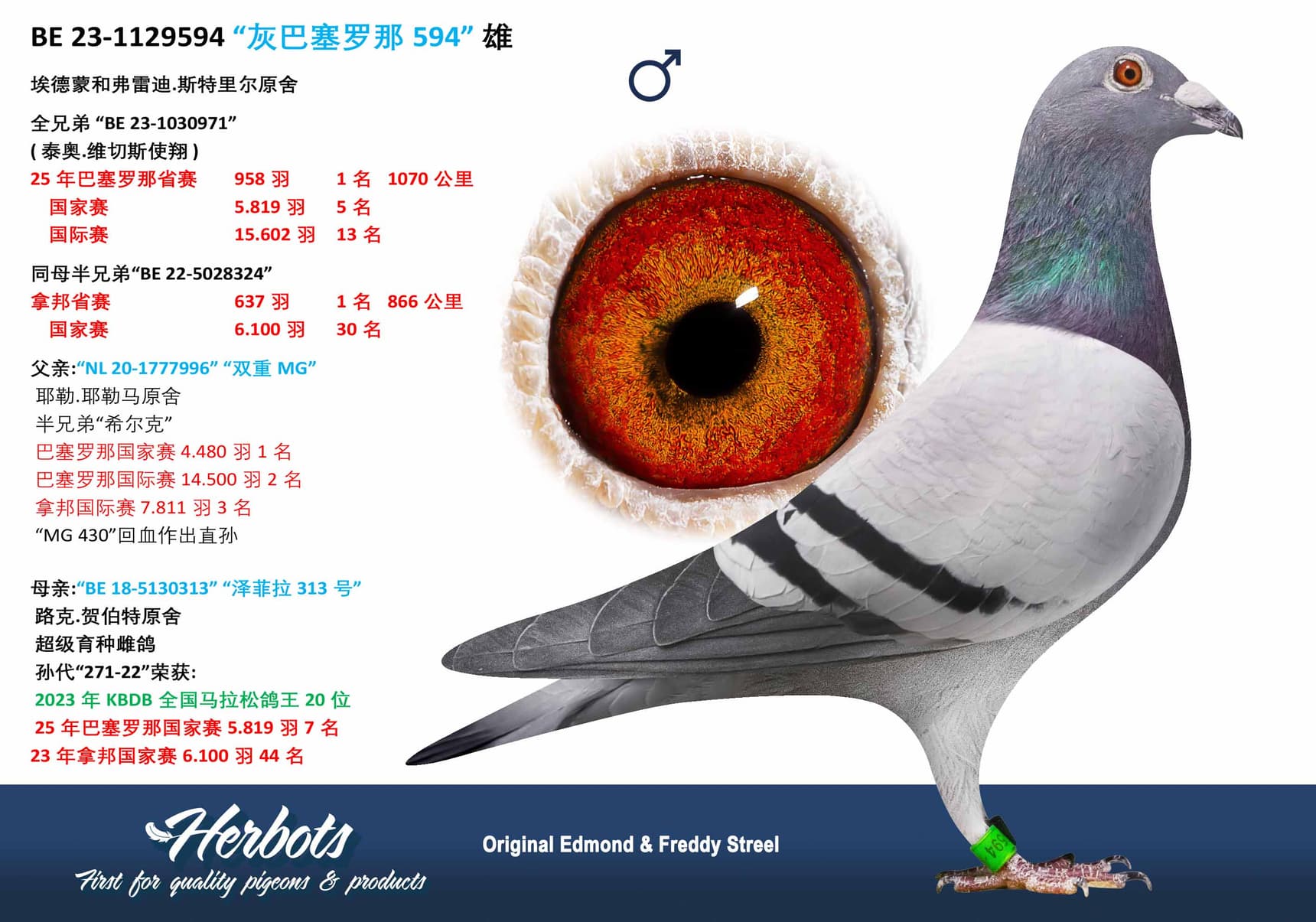 pigeon: undefined