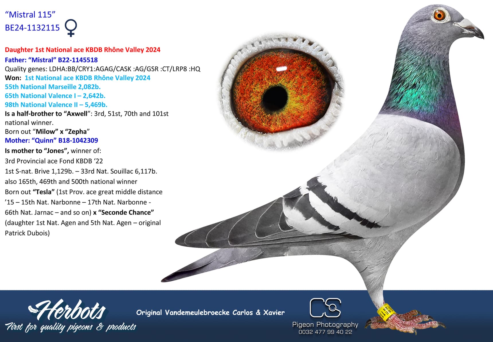 pigeon: undefined