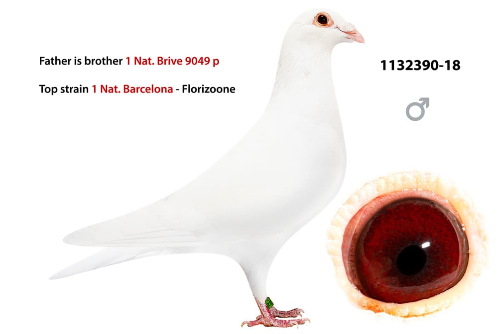 pigeon: undefined