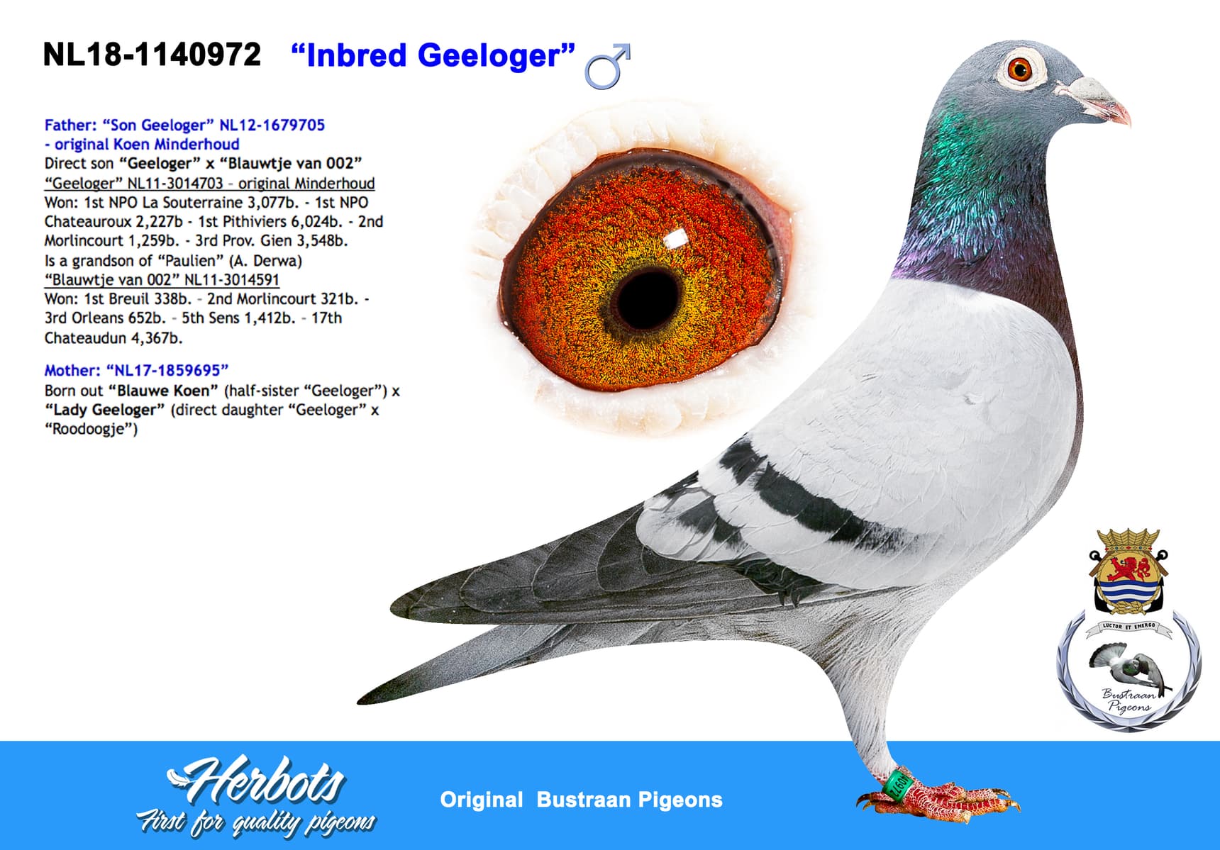 pigeon: undefined
