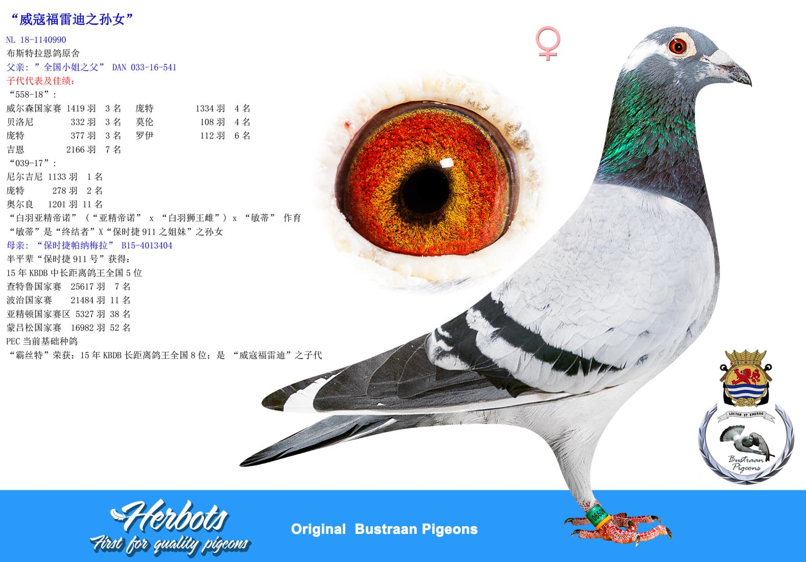 pigeon: undefined