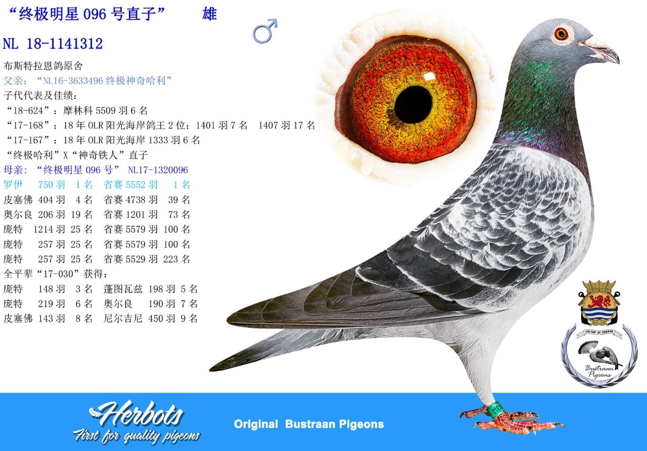 pigeon: undefined