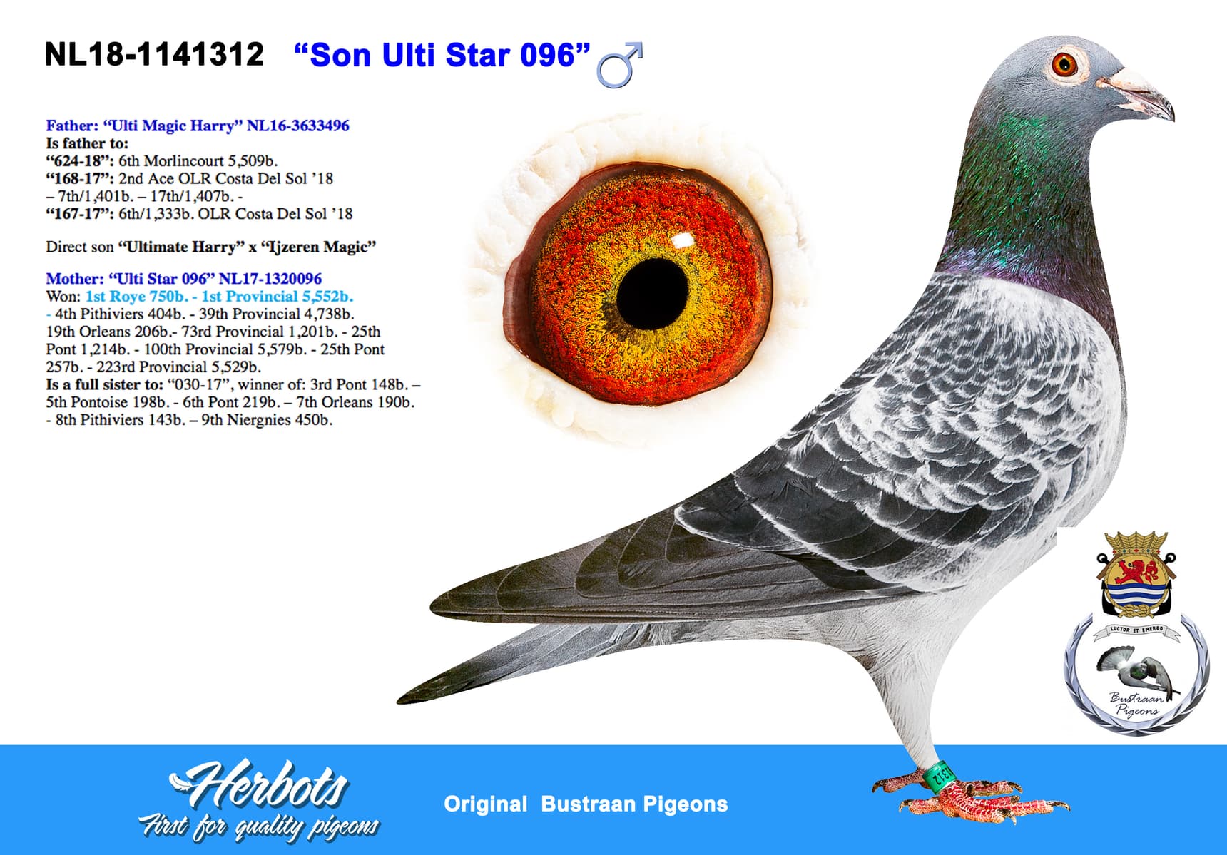 pigeon: undefined