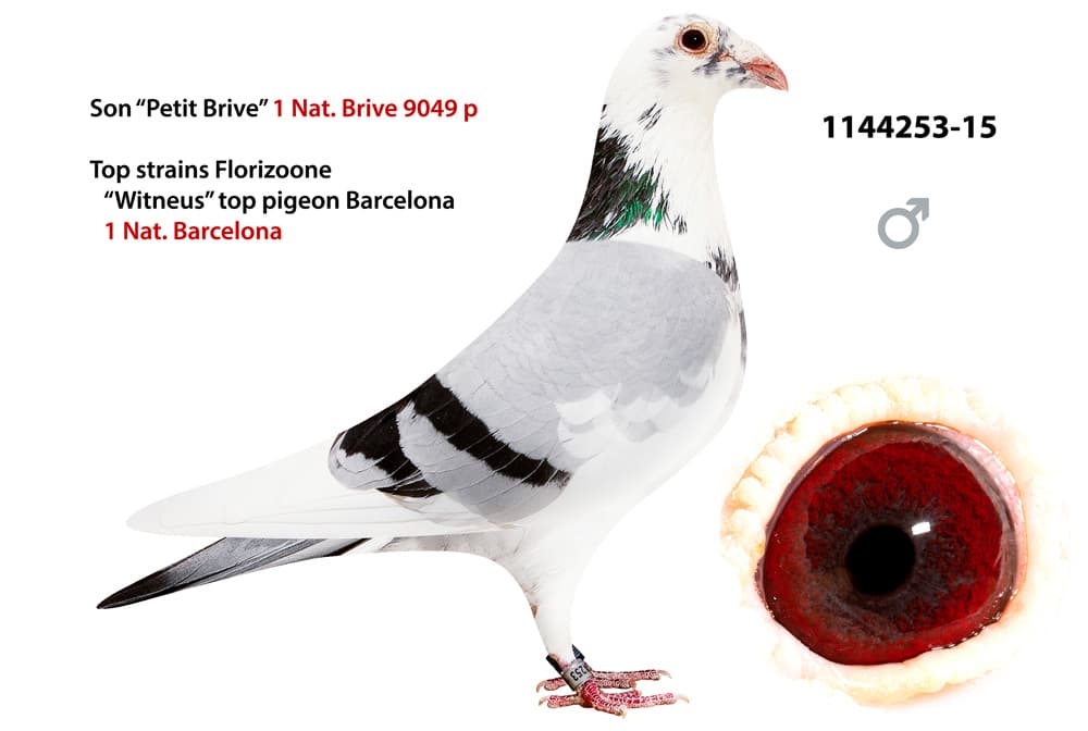 pigeon: undefined