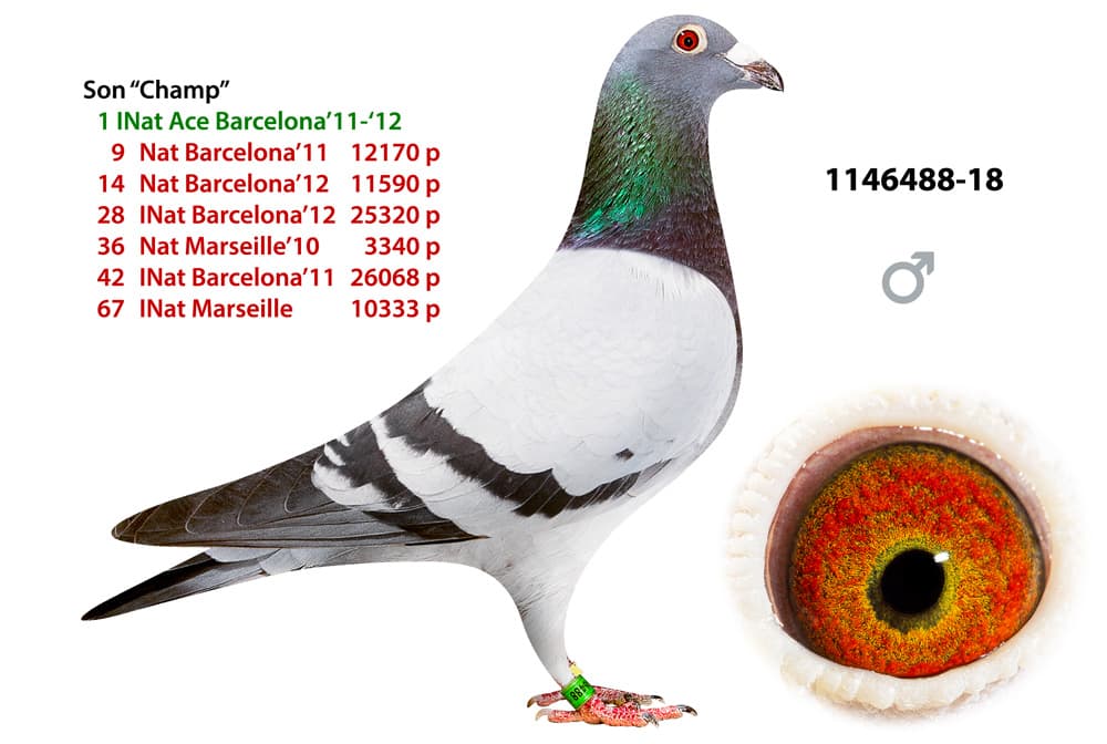pigeon: undefined