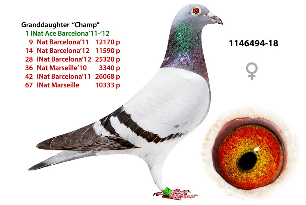 pigeon: undefined