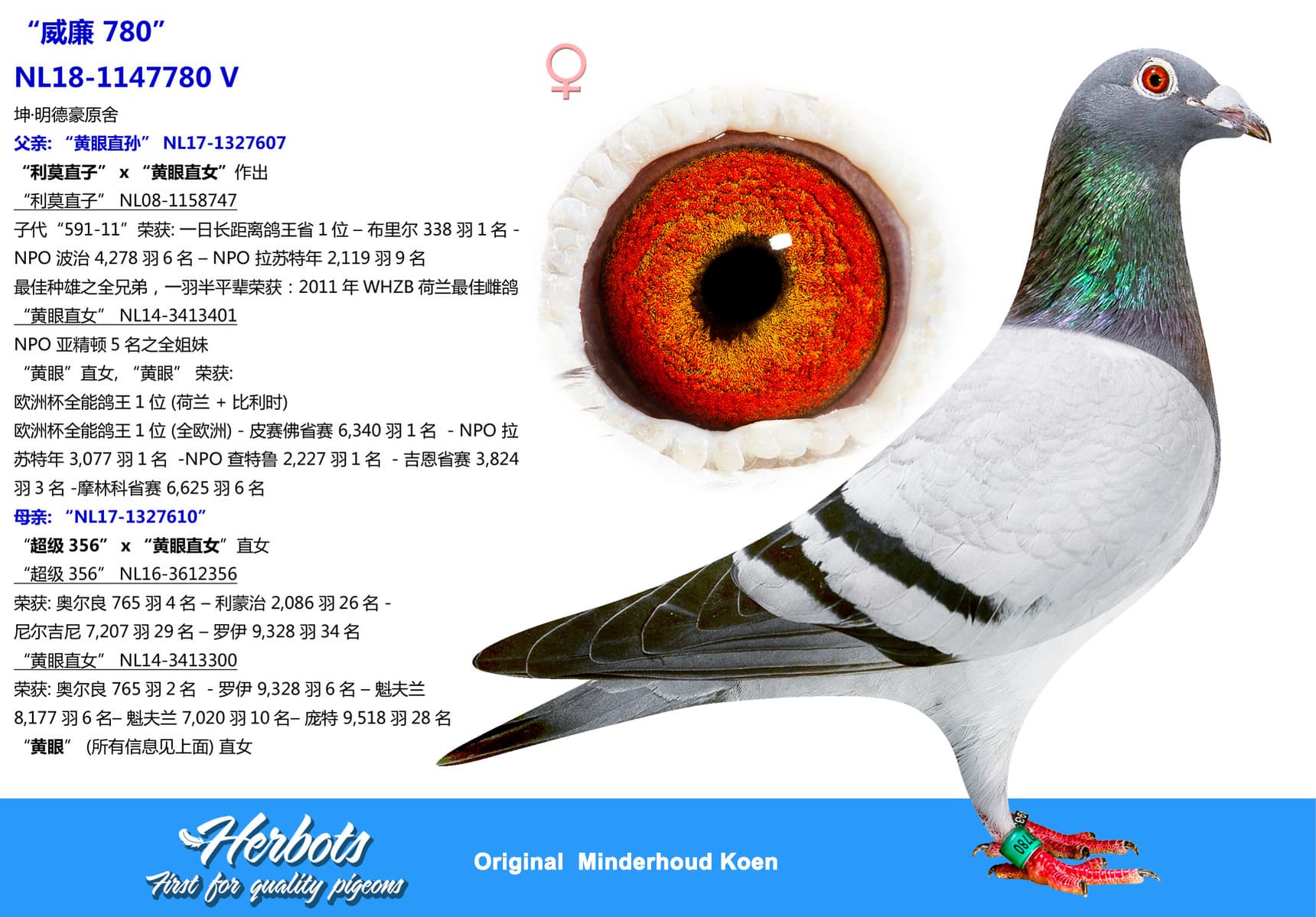pigeon: undefined
