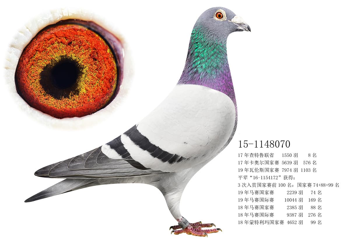 pigeon: undefined