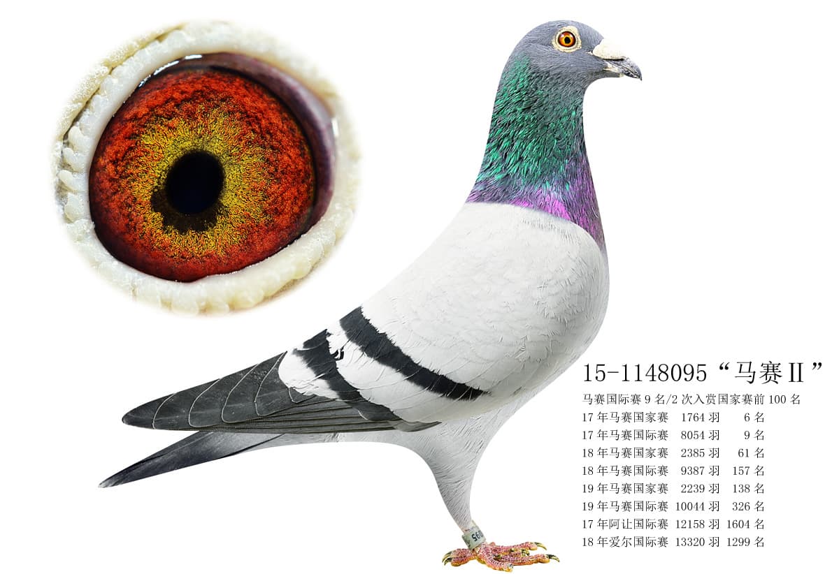 pigeon: undefined