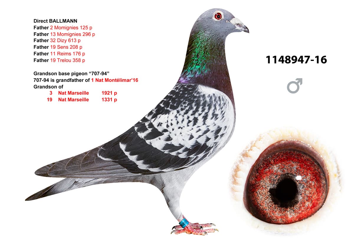 pigeon: undefined