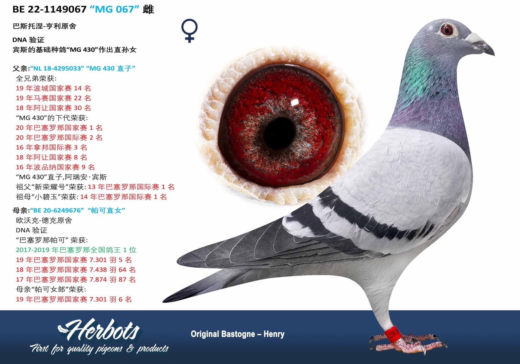pigeon: undefined